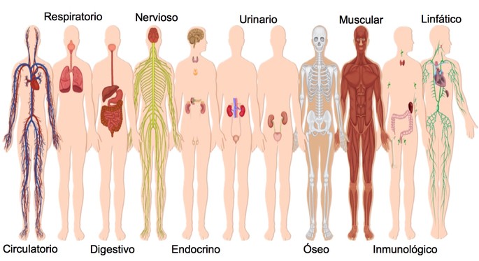 Aparatos y sistemas del cuerpo